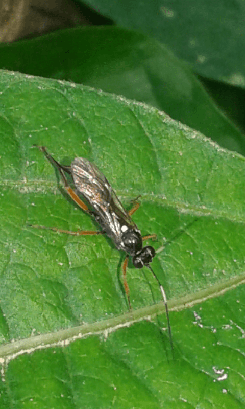 Ichneumonidae da ID